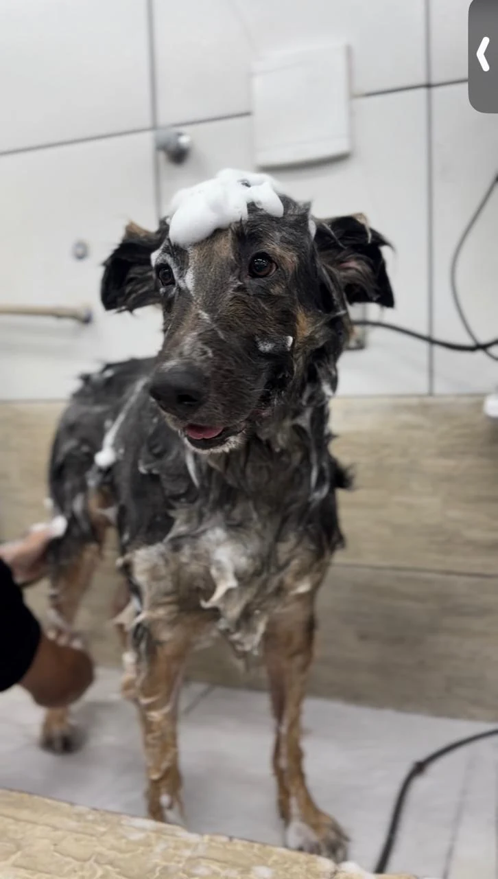 Cachorro recebendo banho no Pet Shop Lambeijos