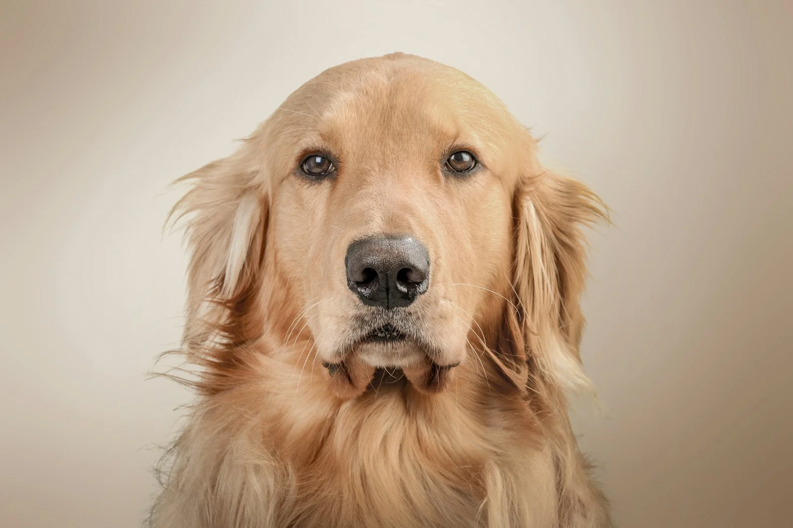 Golden retriever olhando para a câmera