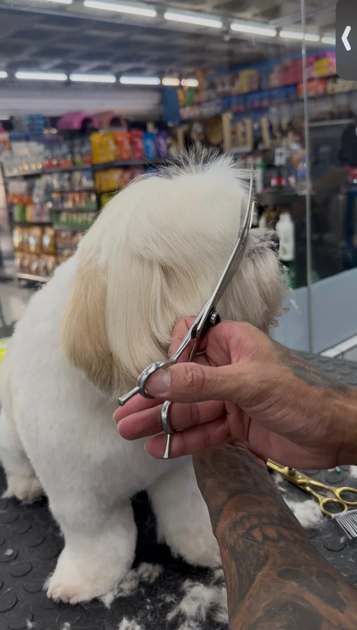 Cachorro recebendo cuidados com a pelagem no Pet Shop Lambeijos