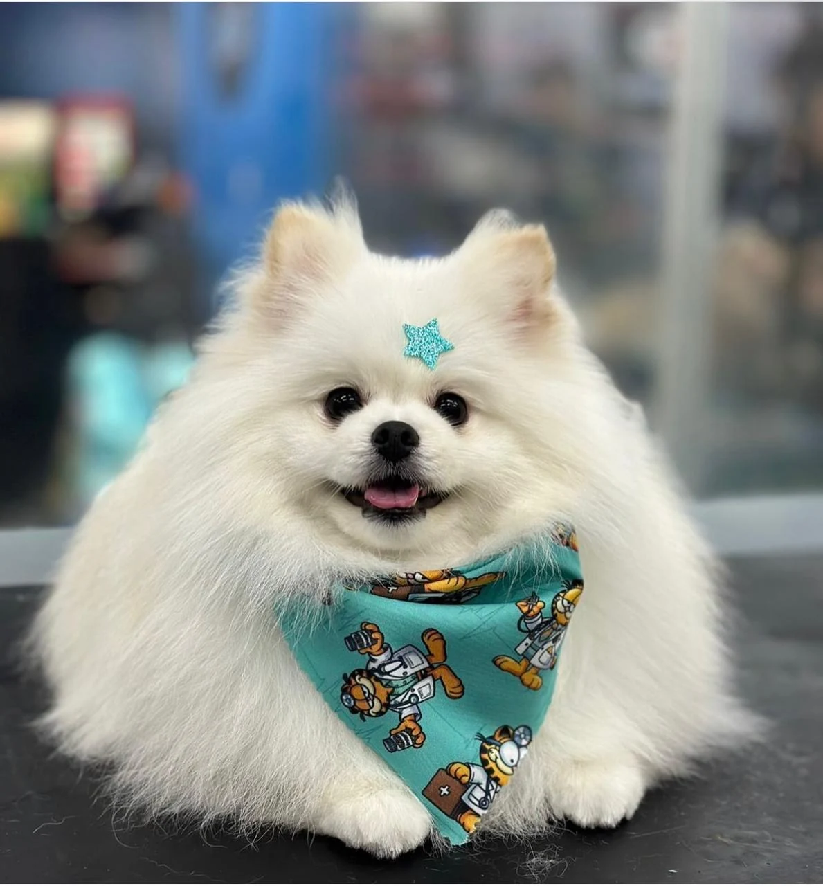 Cachorro com bandana após os cuidados no Pet Shop Lambeijos